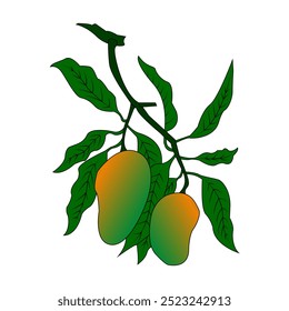 Mango fruit on tree branch with leaves, hand drawn colorful botanical sketch, vector illustration for food, drink, juice packaging, healthy menu brochure, poster, book, cosmetics packaging, etc.