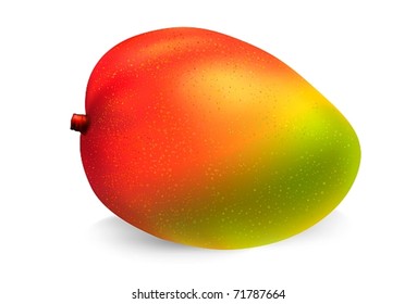 Mango fruit on white background. Gradient mesh vector based  illustration