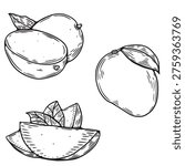 Mango fruit set hand drawn line art, whole mango and sliced pieces, vintage engraved vector illustration