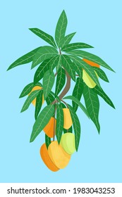 Mango fruit tree branch with foetus and leaves on blue background. Hand drawn orange and green vector illustration