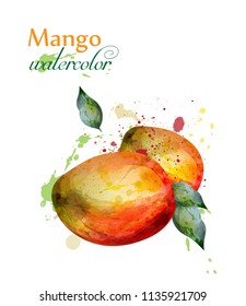 Mango fruit watercolor Vector. Delicious colorful isolated designs