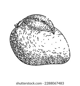 Mango Frucht gelb handgezeichnet. tropische Blätter, Schnittgrün, reife süß, schiefe Rot, Saft Nachtisch Mango Frucht gelbe Vektorskizze. einzelne schwarze Illustration