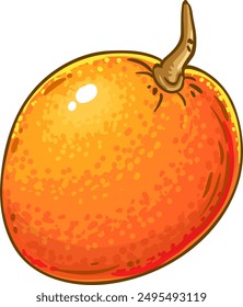 Mango Fruits Colored Detailed Illustration.