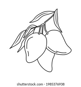 Mango fruits with leaves. Tropical fruit. For the design of social networks, web, advertising, banners, menus, recipes. Vector outline hand drawn illustration in doodle style.