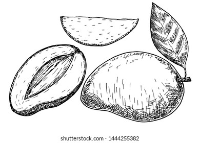 Mango fruits sketch style vector illustration. Hand drawn poster. Exotic fruits composition with leaves and slice. Retro illustration isolated on white background.