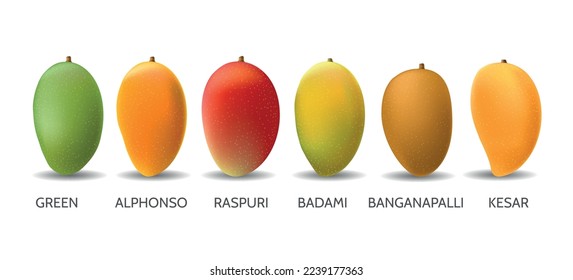 Mango fruits variety. Sweets juices realistic mangoes varietes alphonso raspuri badami kesar banganapalli isolated on white background, vector vitamins vegetarians fruit food