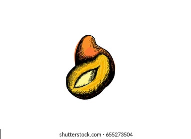 Mango, graphic hand drawn illustration isolated on white background