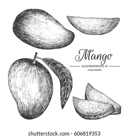 Mango hand drawn collection by ink and pen sketch.