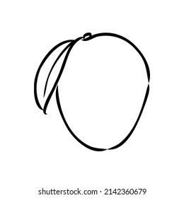 Mango hand drawn illustration by ink and pen sketch. Isolated vector design for using in natural or organic fruit product and health care goods.