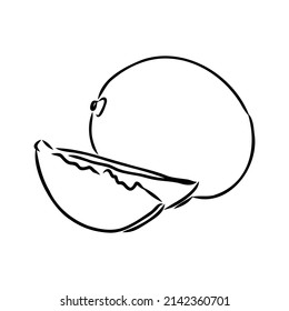 Mango hand drawn illustration by ink and pen sketch. Isolated vector design for using in natural or organic fruit product and health care goods.