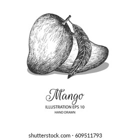 Mango hand drawn illustration by ink and pen sketch. Isolated vector design for using in natural or organic fruit product and health care goods.