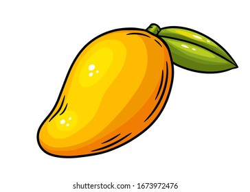 Mango. Hand drawn mango  vector illustration isolated on white background.