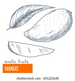 Mango. Hand drawn vector illustration, vintage engraving style.