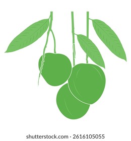 mango illustration vector green mango silhouette mango leaf 2 organic 