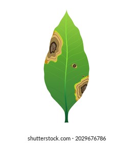 Mango leaf are damaged by Anthracnose pathogen or Colletotrichum Fungi and be called is "big blight symptom", Causing plant to rot, Pale and wither at agriculture garden. Isolated on white background