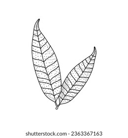 Mango leaf doodle hand drawing vector illustration in sketch art isolated on white background