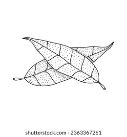 Mango leaf doodle hand drawing vector illustration in sketch art isolated on white background