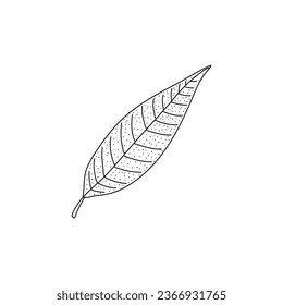 Mango leaf doodle hand drawing vector illustration in sketch art isolated on white background