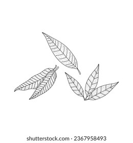 Dibujo manual de hoja de mango conjunto de ilustraciones vectoriales en el dibujo arte aislado en fondo blanco