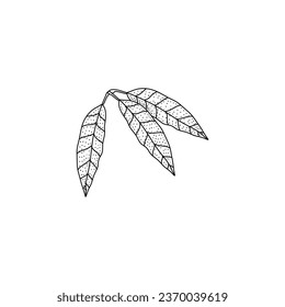 Mango leaf doodle hand drawing vector illustration in sketch art isolated on white background