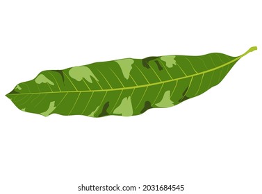 mango leaf vector illustration isolated on white background