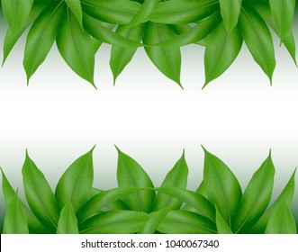 1000 Mango Leaves Illustration Stock Images Photos Vectors