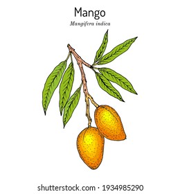 Mango (Mangifera indica), tropical plant. Hand drawn botanical vector illustration