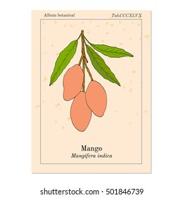Mango (Mangifera indica), tropical plant. Hand drawn botanical vector illustration