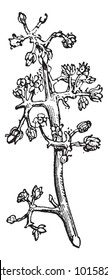 Mango o Mangifera sp., mostrando inflorescencia, ilustración vintage grabada. Diccionario de Palabras y Cosas - Larive y Fleury - 1895