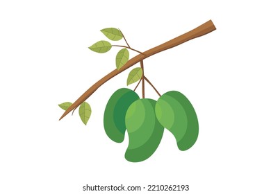 Mango. Mangoes fruit vector. Illustration of mango fruit on a tree branch with green leaves. Natural fresh tropical fruit