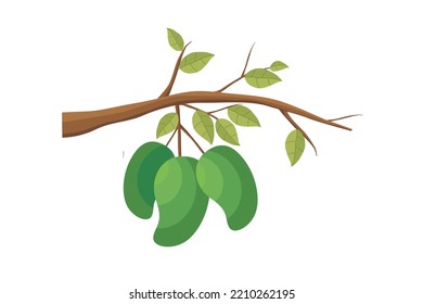 Mango. Vector de frutas de mangos. Ilustración de frutos de mango en una rama arbórea con hojas verdes. Fruto tropical natural
