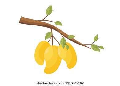 Mango. Mangoes Fruchtvektor. Illustration von Mango-Früchten auf einem Baumzweig mit grünen Blättern. Natürliche frische tropische Früchte