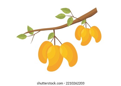 Mango. Mangoes fruit vector. Illustration of mango fruit on a tree branch with green leaves. Natural fresh tropical fruit