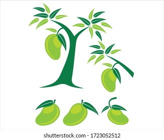 Mango is the name of a type of fruit, so is the name of the tree. Mango belongs to the Mangifera clan, which consists of 35-40 members from the Anacardiaceae tribe.