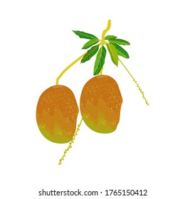 Mango on a white background. Most expensive mango. Illustrated vector