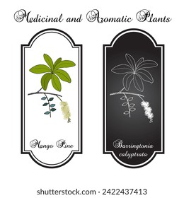 Mango Pine (Barringtonia calyptrata), ornamental plant. Hand drawn botanical vector illustration