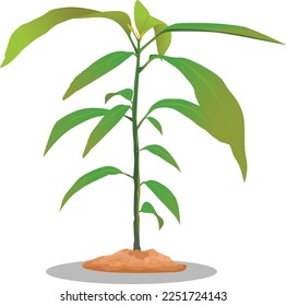 It is a mango plant