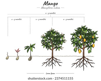 los elementos infográficos de las etapas de crecimiento de la planta de mango. Plantilla de planta de mango en fase de crecimiento. tiempo para cultivar una planta de mango y su explicación. Se puede usar para temas como biología o educación 