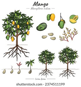 Paquete de planta de mango. conjunto de cultivo de la ilustración de árbol de mango de la semilla para ser árbol de mango en vector. Se puede usar para temas como biología o afiche educativo.