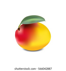 Mango realistic vector illustration isolated on the white background