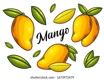 Mango set. Hand drawn mango  vector illustration isolated on white background.