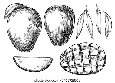 Mango set hand drawn vintage vector sketch drawing