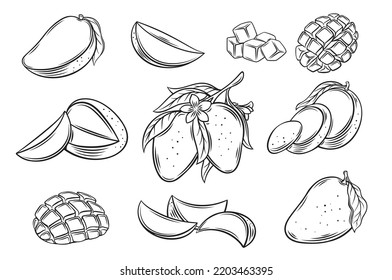 Mango set outline icon vector illustration. Hand drawn line whole tropical fruit and cut into half and slices, cubic pieces and segments of ripe mango, organic tree branch with leaf and flower