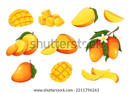 Mango set vector illustration. Cartoon isolated whole fresh raw tropical fruit cut into halves, quarters, slices and cubes for healthy dessert, organic mango with flowers and leaves on tree branch