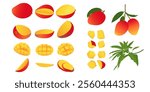 Mango set. Whole fresh raw mango fruit cut into halves, quarters, slices and cubes.  Mango with leaves on tree branch.