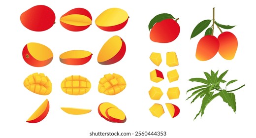 Mango set. Whole fresh raw mango fruit cut into halves, quarters, slices and cubes.  Mango with leaves on tree branch.