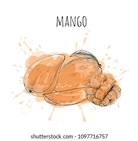 mango set, whole and sliced, vector, watercolor splash
