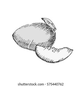 Mango. Sketch on white background. Vector illustration.