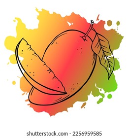 Mango sketch vector illustration on watercolor spot on white background.