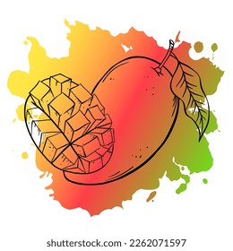 Esbozo de mango ilustración vectorial en mancha acuarela sobre fondo blanco.